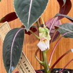 Netýkavka (Impatiens morsei) ‘Velvetea’– výška 15–20 cm, kont. C1L